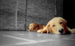 Desktop wallpaper. Dogs. ID:53302