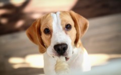 Desktop wallpaper. Dogs. ID:53310