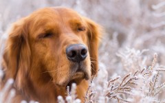 Desktop wallpaper. Dogs. ID:53473