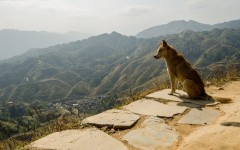Desktop wallpaper. Dogs. ID:53484