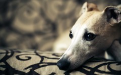 Desktop wallpaper. Dogs. ID:53614