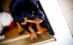 Desktop wallpaper. Dogs. ID:53636