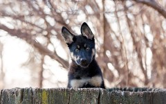 Desktop wallpaper. Dogs. ID:53649