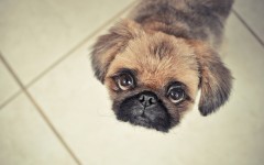 Desktop wallpaper. Dogs. ID:53654