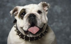 Desktop wallpaper. Dogs. ID:53662