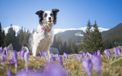 Desktop wallpaper. Dogs. ID:53744