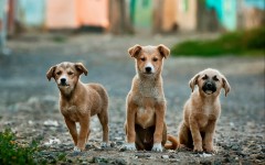 Desktop wallpaper. Dogs. ID:54080