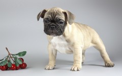 Desktop wallpaper. Dogs. ID:54156