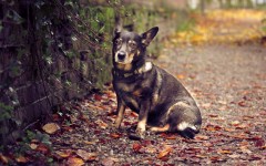 Desktop wallpaper. Dogs. ID:54158