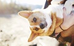 Desktop wallpaper. Dogs. ID:54164