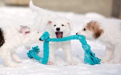 Desktop wallpaper. Dogs. ID:54177