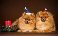 Desktop wallpaper. Dogs. ID:54200