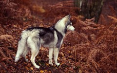Desktop wallpaper. Dogs. ID:54205