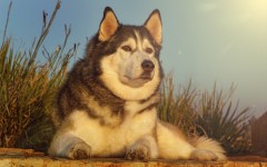 Desktop wallpaper. Dogs. ID:54363