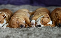 Desktop wallpaper. Dogs. ID:54370