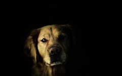 Desktop wallpaper. Dogs. ID:54379