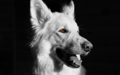 Desktop wallpaper. Dogs. ID:54390