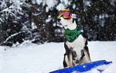 Desktop wallpaper. Dogs. ID:54395