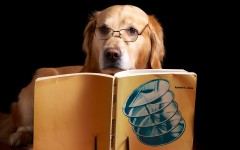 Desktop wallpaper. Dogs. ID:54647