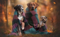 Desktop wallpaper. Dogs. ID:54696