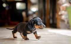 Desktop wallpaper. Dogs. ID:54703