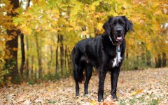 Desktop wallpaper. Dogs. ID:54860