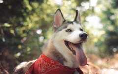 Desktop wallpaper. Dogs. ID:54875