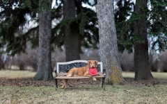 Desktop wallpaper. Dogs. ID:74722