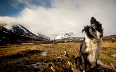 Desktop wallpaper. Dogs. ID:55002