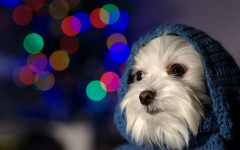 Desktop wallpaper. Dogs. ID:55017