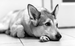 Desktop wallpaper. Dogs. ID:55321