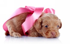 Desktop wallpaper. Dogs. ID:55345