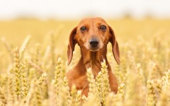 Desktop wallpaper. Dogs. ID:74723