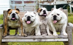 Desktop wallpaper. Dogs. ID:55804