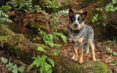 Desktop wallpaper. Dogs. ID:55815