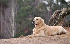 Desktop wallpaper. Dogs. ID:55821