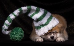 Desktop wallpaper. Dogs. ID:55830