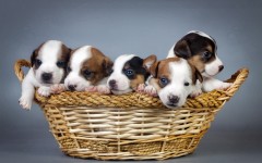 Desktop wallpaper. Dogs. ID:55831
