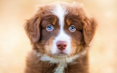 Desktop wallpaper. Dogs. ID:55842