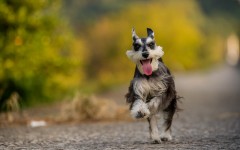 Desktop wallpaper. Dogs. ID:56047