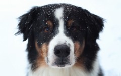 Desktop wallpaper. Dogs. ID:56061