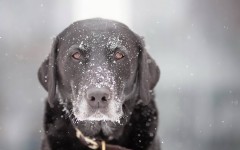 Desktop wallpaper. Dogs. ID:56064