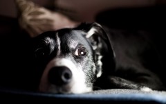 Desktop wallpaper. Dogs. ID:56069