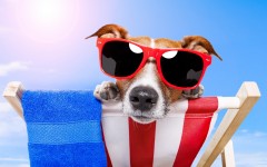 Desktop wallpaper. Dogs. ID:56071