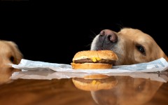 Desktop wallpaper. Dogs. ID:56080
