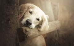 Desktop wallpaper. Dogs. ID:56088