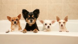 Desktop wallpaper. Dogs. ID:94901