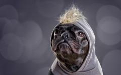 Desktop wallpaper. Dogs. ID:56205