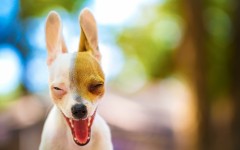 Desktop wallpaper. Dogs. ID:56211