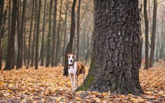Desktop wallpaper. Dogs. ID:56220